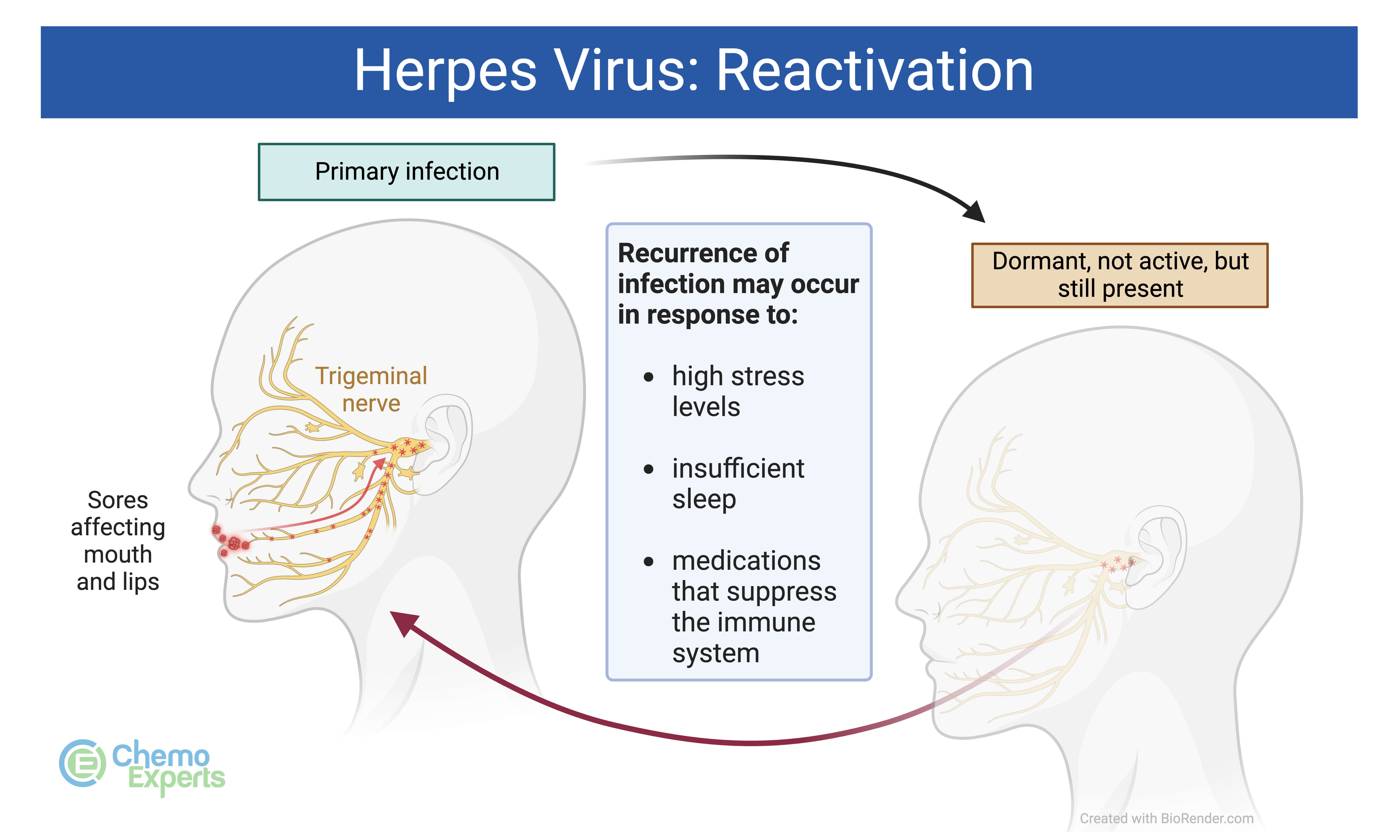 herpes virus reactivation causing cold sores
